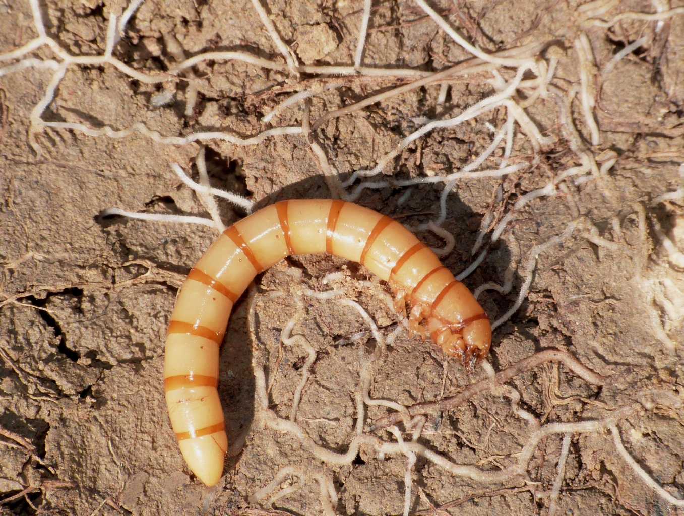Larva di tenebrionidae